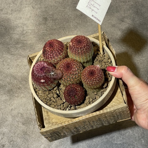 Эхиноцереус Ригидиссимус Рубриспинус в керамике d15