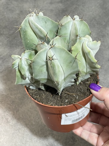 Лемэроцереус Пруиносус