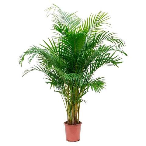 Хризалидокарпус пальма