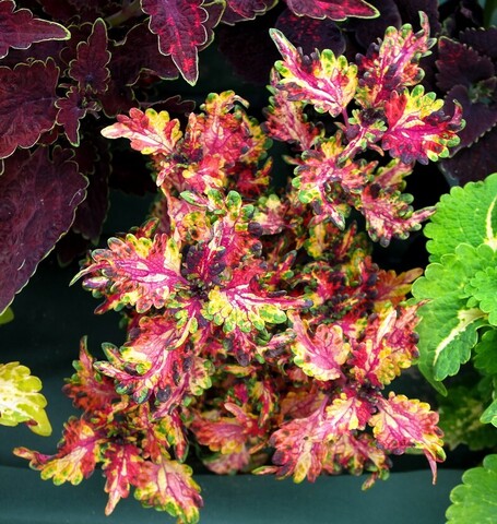 Дебют UO колеус