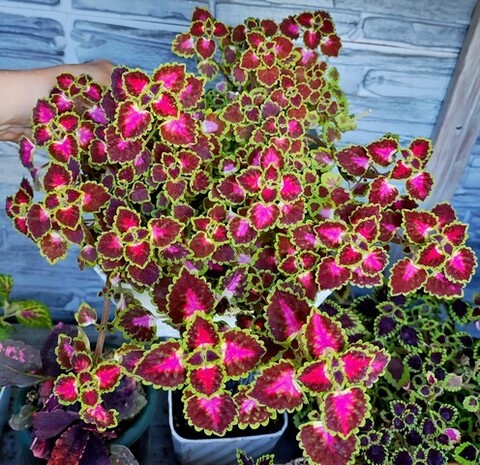 Great Fall Angel колеус КСР