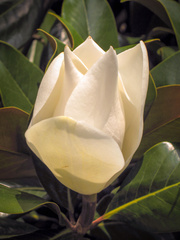 Магнолия крупноцветковая Magnolia grandiflora