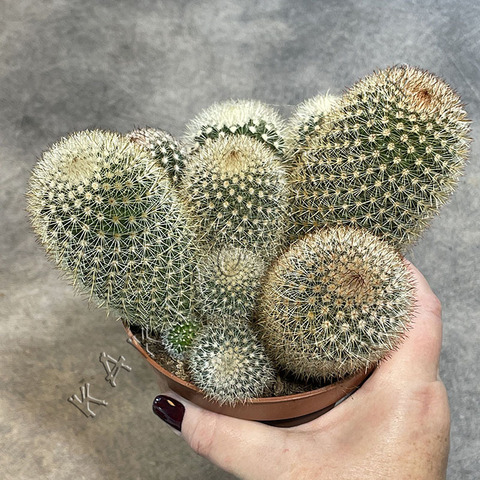 Маммиллярия Колючейшая d12