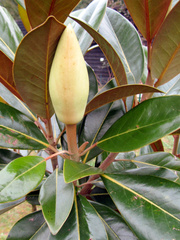 Магнолия крупноцветковая Magnolia grandiflora