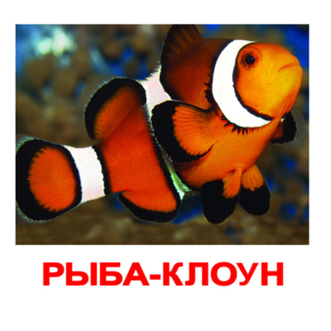 Вундеркинд с пеленок. Набор обучающих карточек"Обитатели воды"