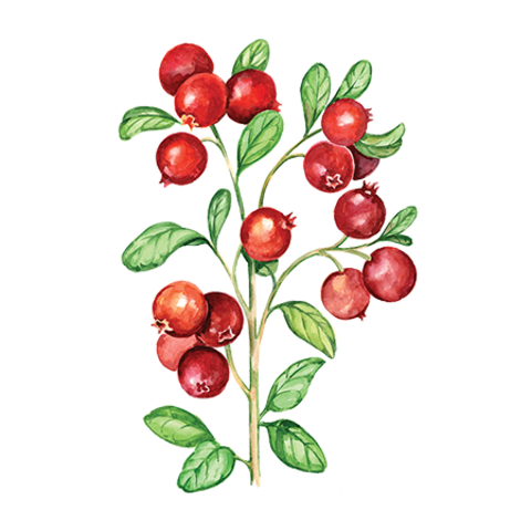 Сироп Клюква ProffSyrup