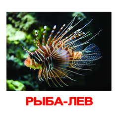 Вундеркинд с пеленок. Набор обучающих карточек"Обитатели воды"