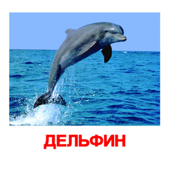 Вундеркинд с пеленок. Набор обучающих карточек"Обитатели воды"