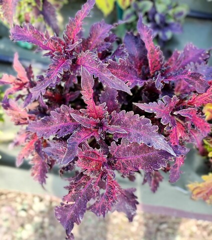 Expression Тай колеус КСР