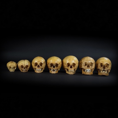 Набор «Череп человека» (анатомические модели)