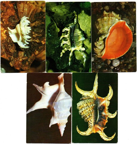 Календарики 5 шт. 1990 г. Морские раковины XF
