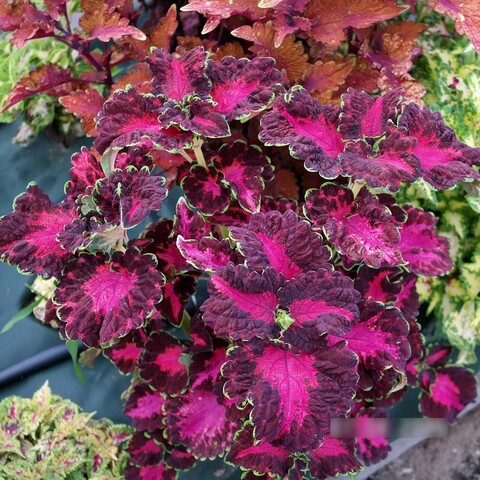 Июльская роза UO колеус