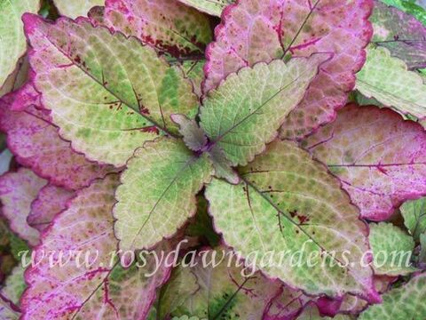 Honey Crisp колеус КСР