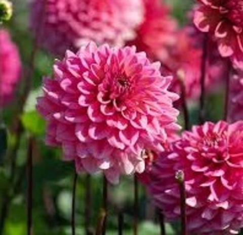 Георгин Пинк Раннер (Pink Runner)