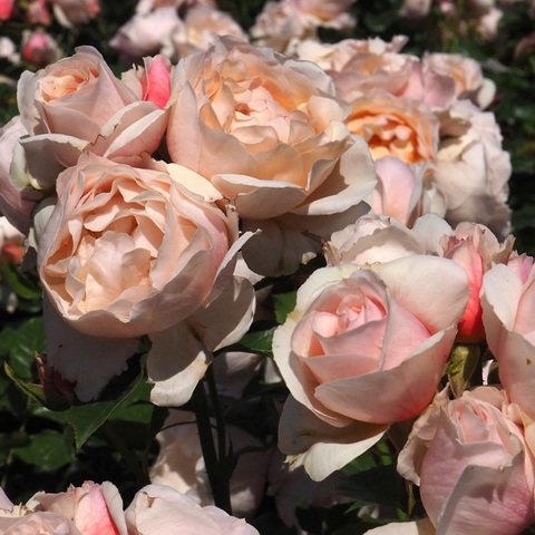 Жардан де Тюильри (Jardin des Tuileries)