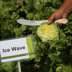Айс Вейв семена салата айсберг (Syngenta / Сингента)