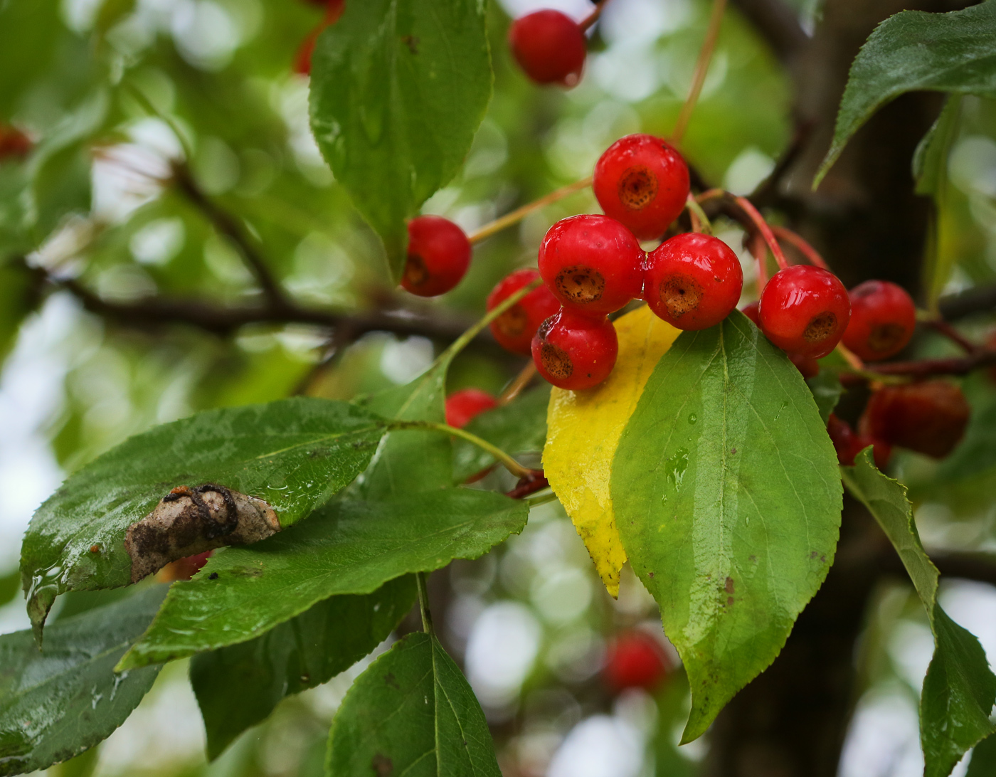 Яблоня Ягодная Malus baccata