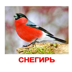 Вундеркинд с пеленок. Набор обучающих карточек"Птицы"