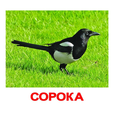 Вундеркинд с пеленок. Набор обучающих карточек"Птицы"