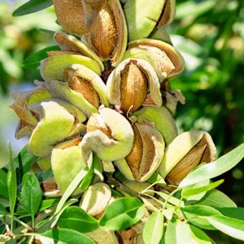 Саженцы Миндаля Купить