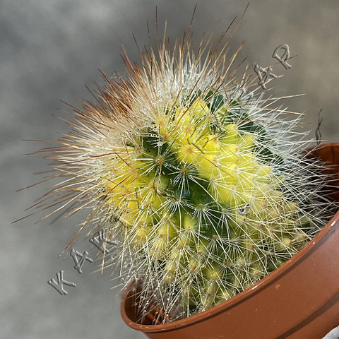 Маммиллярия Микс Вариегата d5