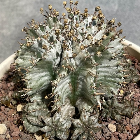 Эуфорбия Хоррида Альба в керамике d15