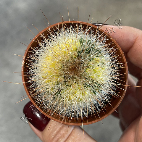 Маммиллярия Микс Вариегата d5