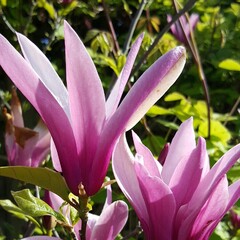 Саженцы Магнолия Лилиецветная Magnolia liliiflora