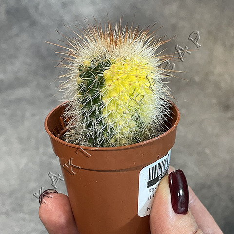 Маммиллярия Микс Вариегата d5