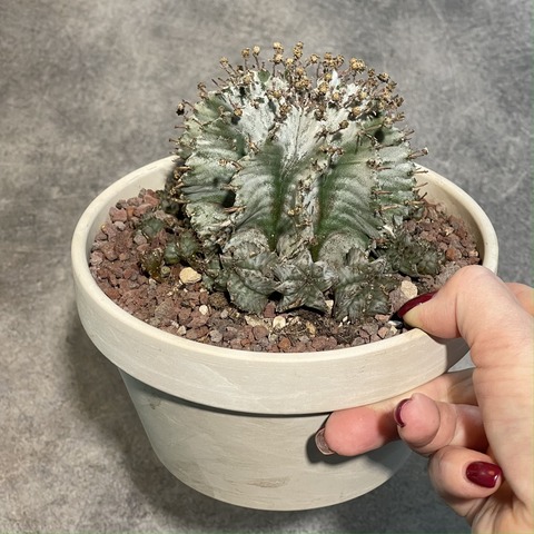 Эуфорбия Хоррида Альба в керамике d15