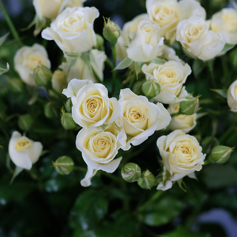 Розы кустовые белые Vanilla от 5шт