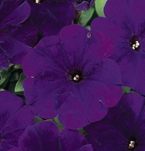 S6086 Петуния кустовая Multiflora Carpet True Blue 10шт.