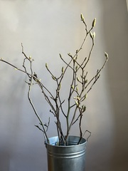 Магнолия ветки 100 см