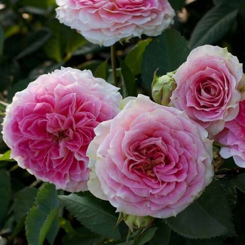 Цезарь (Cesar)