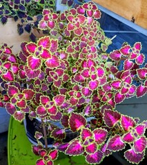 Great Fall Angel колеус КСР