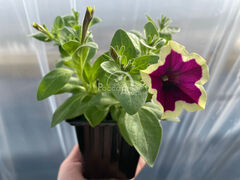 Петуния Каскадиас Рим Маджента