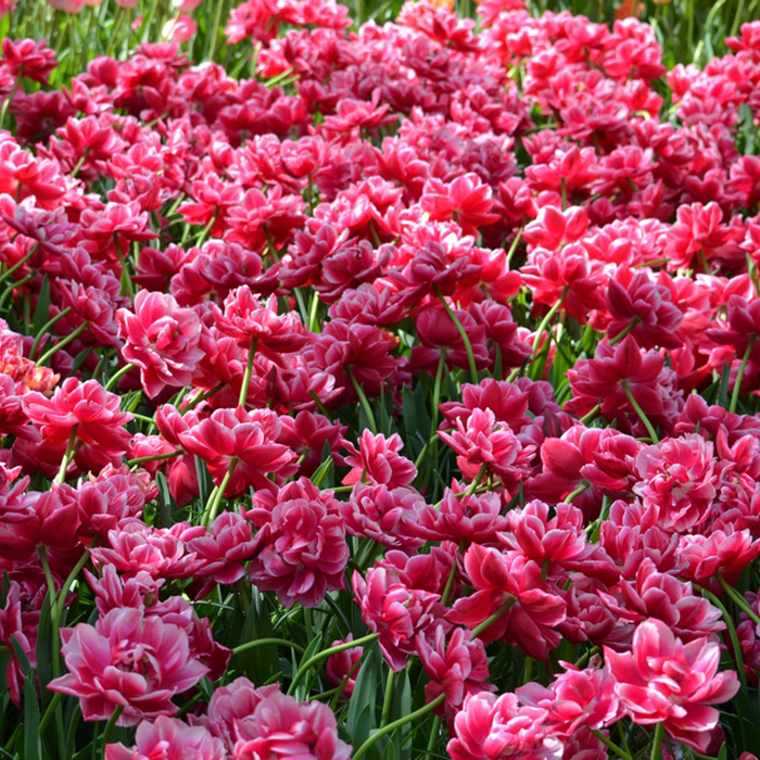 Тюльпаны пионовидные двухцветные Columbus от 9шт