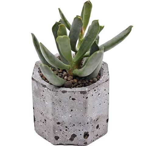 Суккулент Андромискус Халесовензис