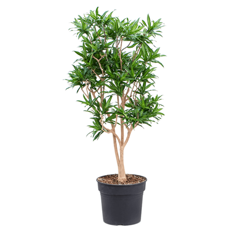 Драцена Песни Ямайки