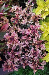 Keuta Тай колеус КСР