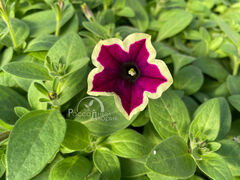 Петуния Каскадиас Рим Маджента