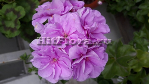 Пеларгония PAC Lilac Rose