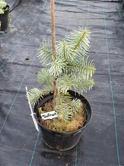 Teofrast Пихта одноцветная Виолацея Abies Concolor Violacea