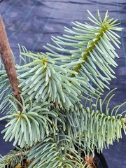 Teofrast Пихта одноцветная Виолацея Abies Concolor Violacea