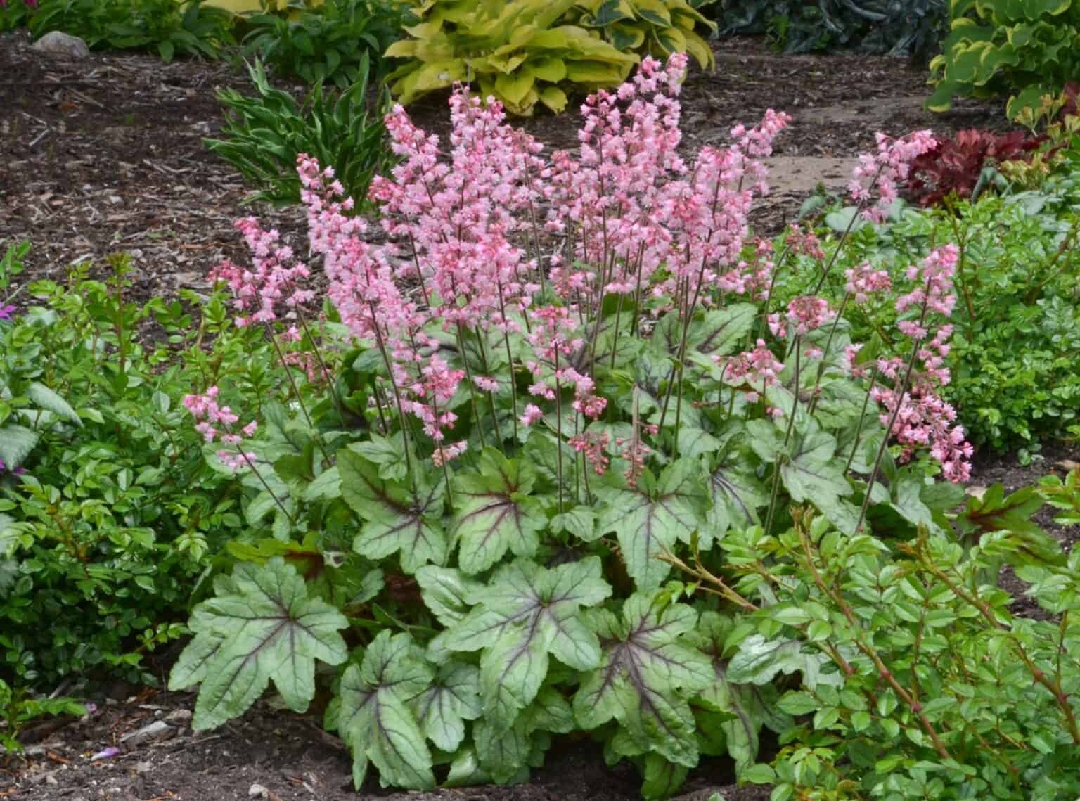 Коктейль с розовым джином. Pink fizz cava brut. Cava pink pink fizz. Кава пинк пинк. Коктейль с розовым джином.