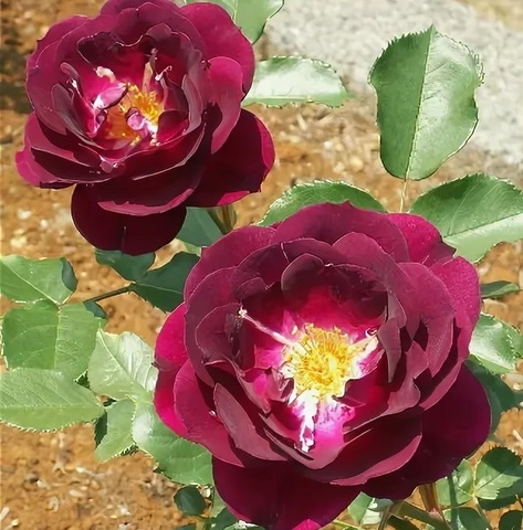 Роял Селебрейшн (Royal Celebration)