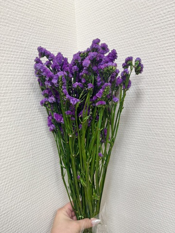 Статица Пурпурный