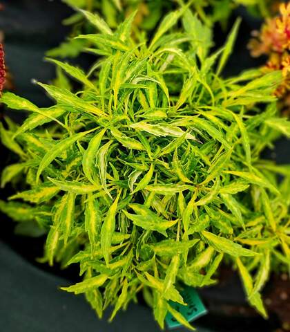 Free Spirit Тай колеус КСР