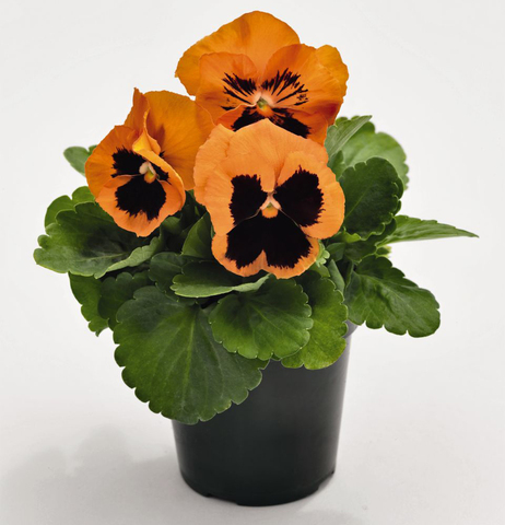 S2549 Виола крупноцветковая Inspire Plus Orange Blotch 5шт.