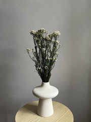 Озотамнус стабилизированный бело-зеленый